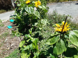 A row of tall sunflowers