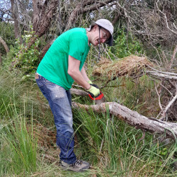 A person from Christchurch Jewish Community, sawing fallen tree branches at Silverstream Reserve