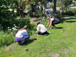 A small group of people gardening in a community garden