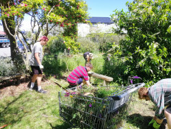 A small group of people gardening in a community garden. A trolley full of weeds in the foreground