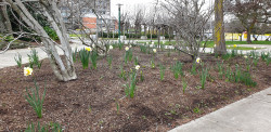 A garden area with daffodil plants, beginning to flower. Trees and buildings in the background