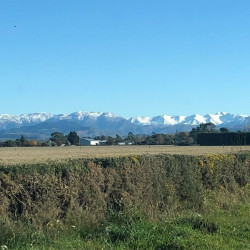 A view across the Canterbury plains with hedges and fields in the foreground and snow-capped mountains in the background