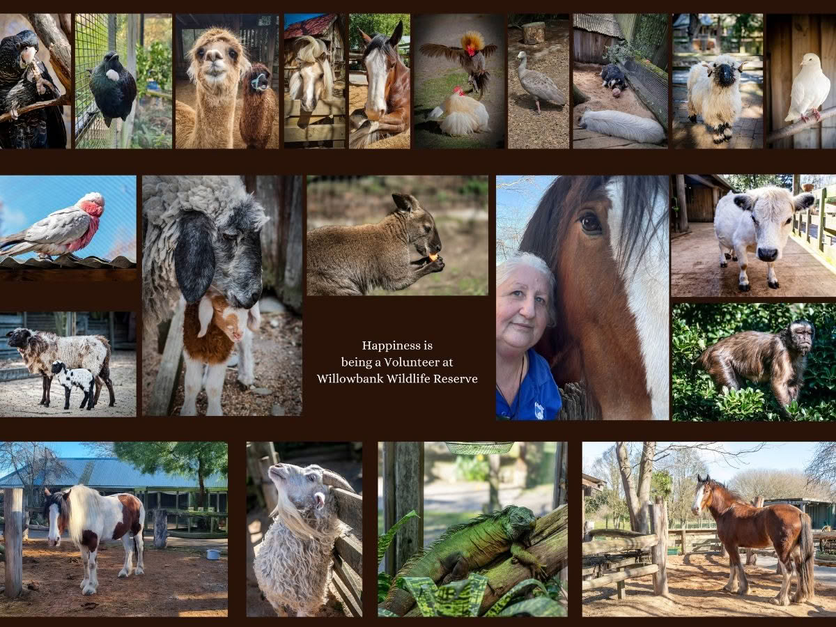 A collage of images showing volunteer, Raewyn, inamongst animals from Willowbank Wildlife Reserve